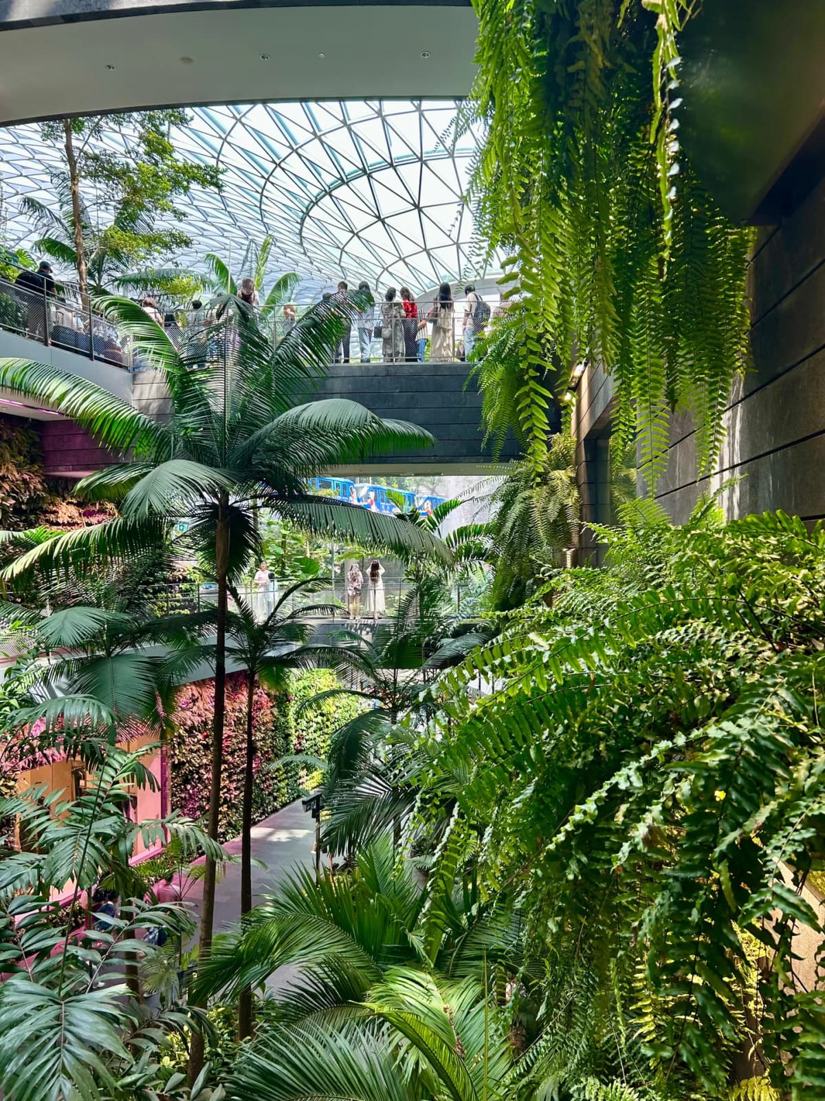 The Shiseido Forest Valley indoor garden at Jewel Changi with the Skytrain passing through the greenery
