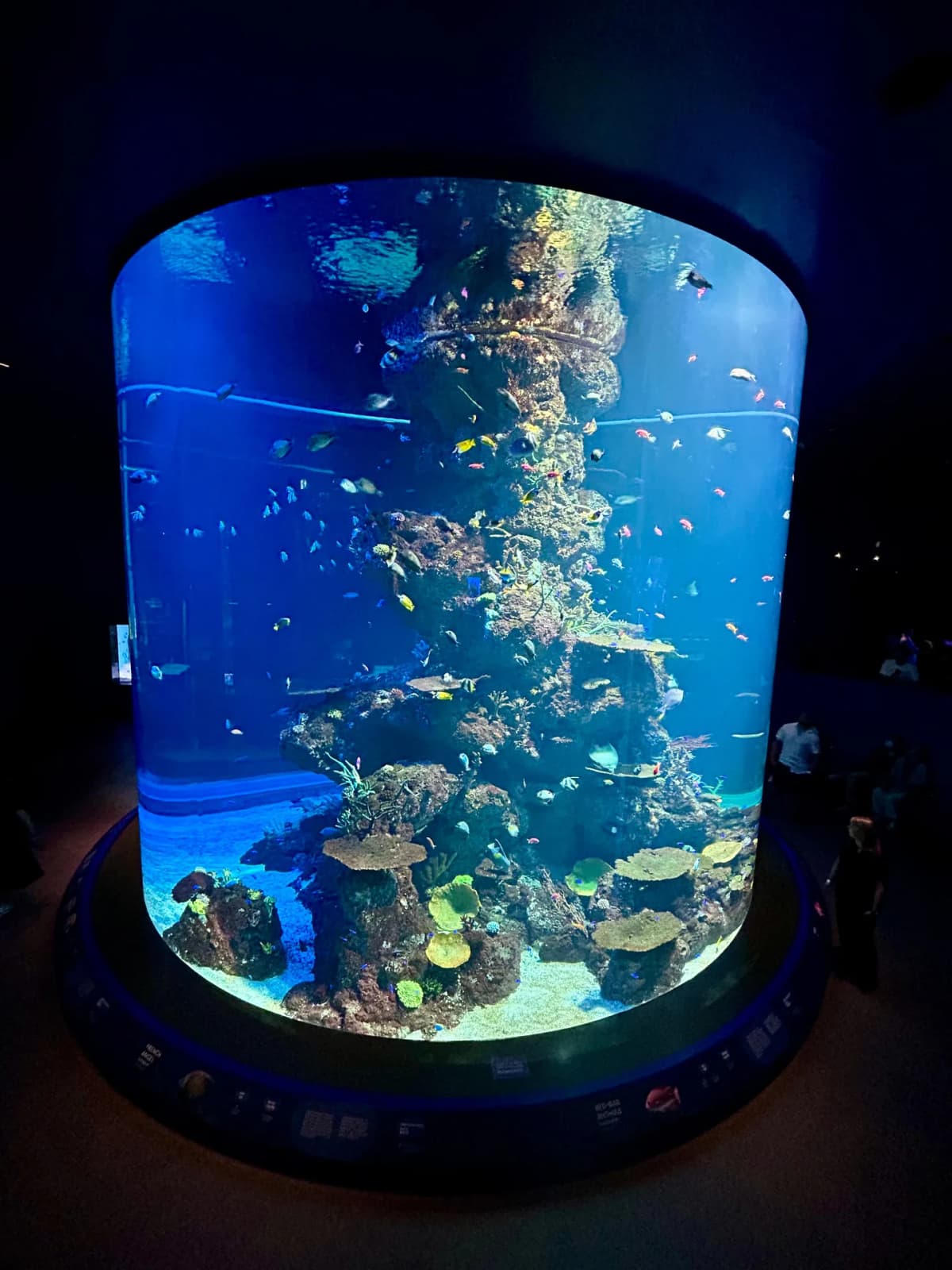 Arrival at the S.E.A. Aquarium entrance with soft blue lighting