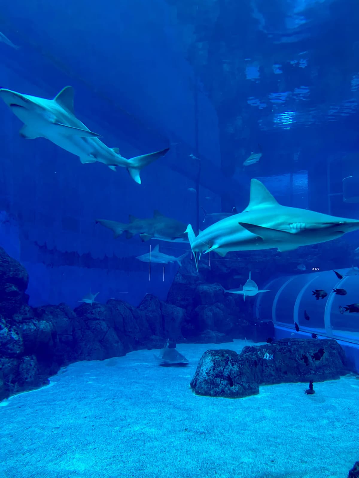 A beautiful display of pure nature within the bustling reef zones