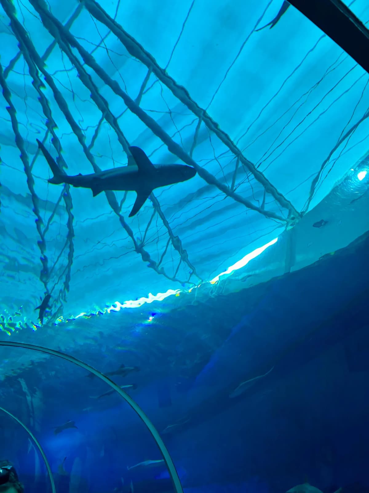 Grand view of the immense Open Ocean Habitat and its massive viewing panel