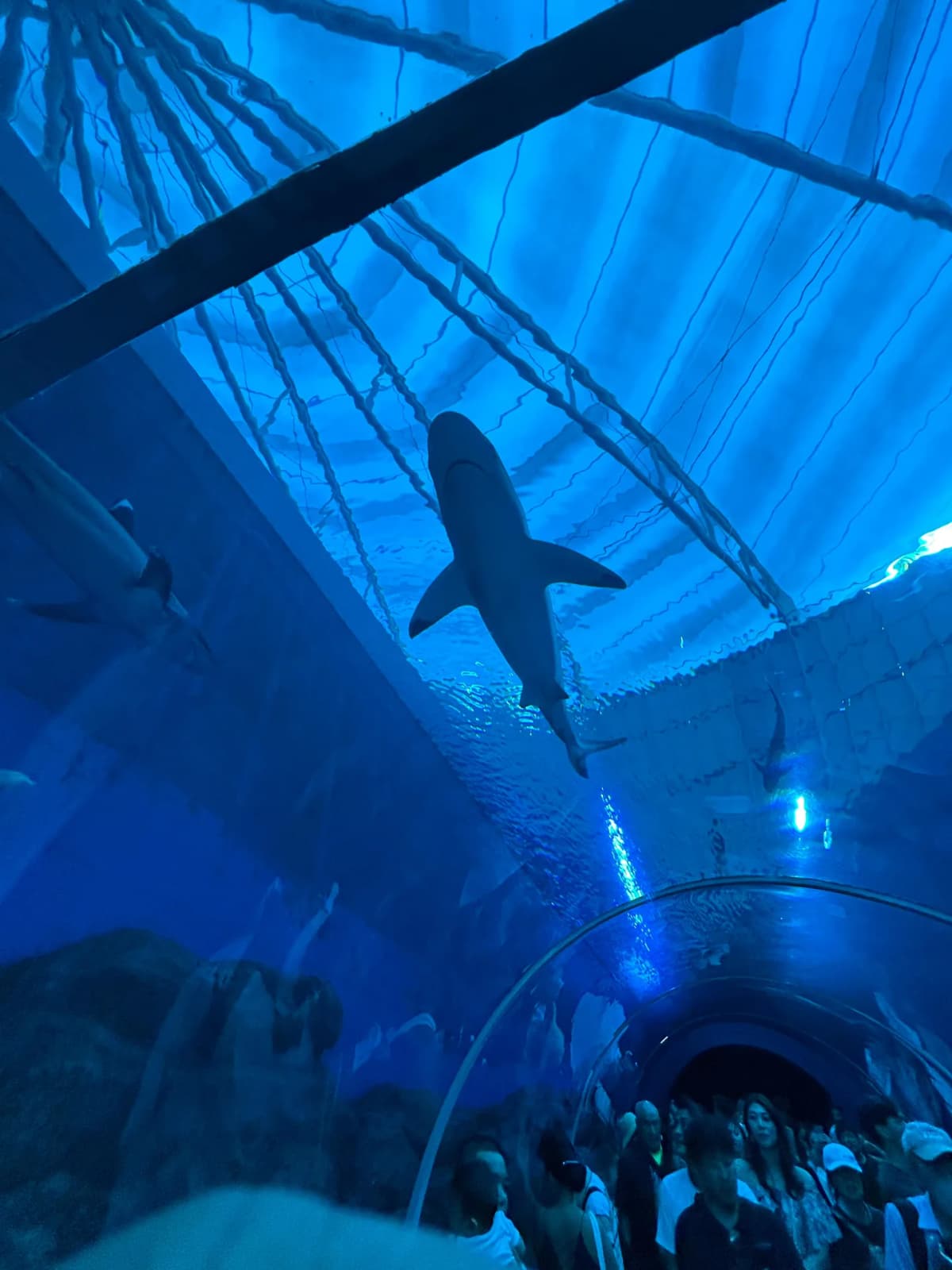 The unbelievable scale of the multi-story water tank filled with sea life