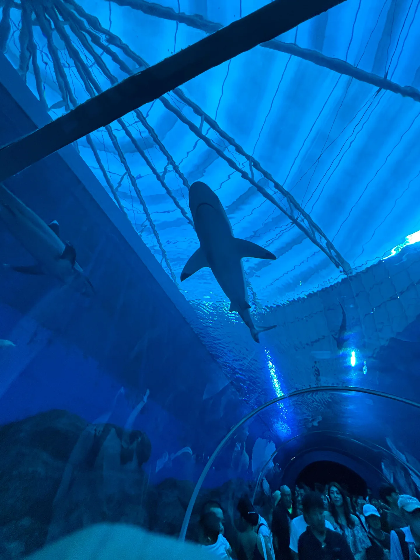 S.E.A. Aquarium Singapore Travel Guide