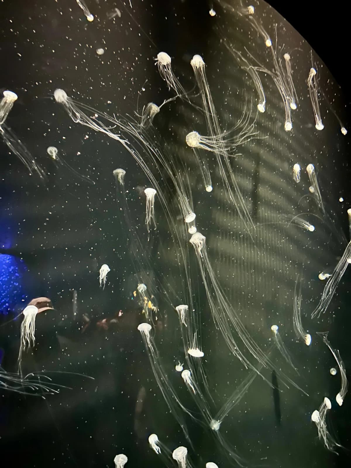 View from inside the iconic underwater tunnel at S.E.A. Aquarium