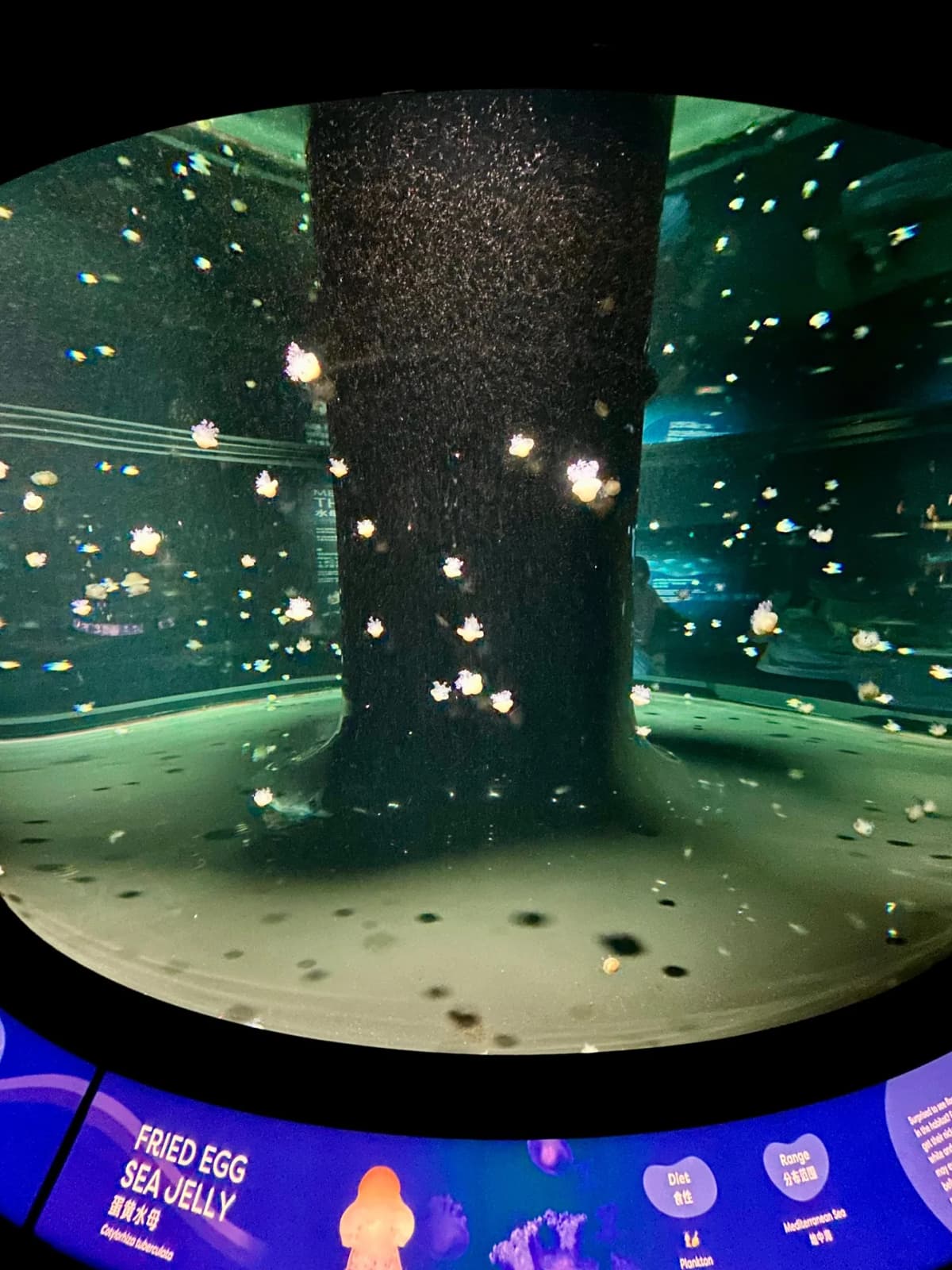 Discovering large marine life swimming overhead through acrylic glass