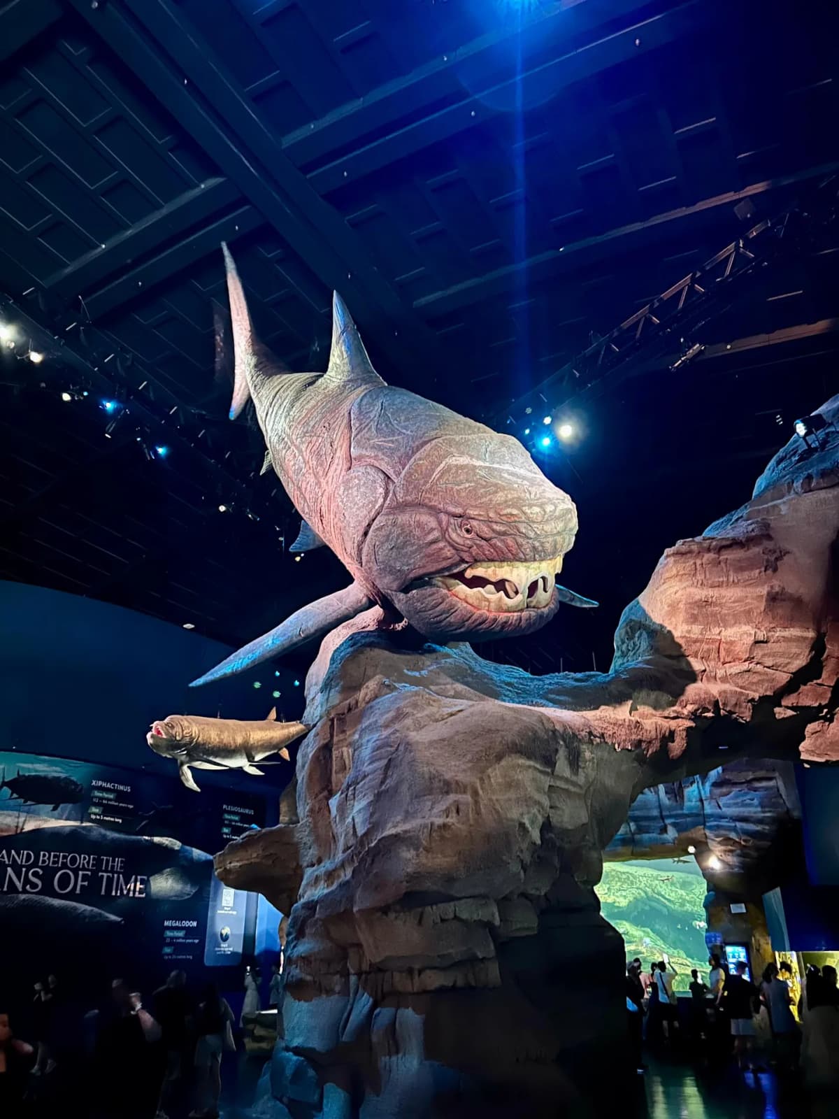 Exploring the massive underwater view of ocean creatures