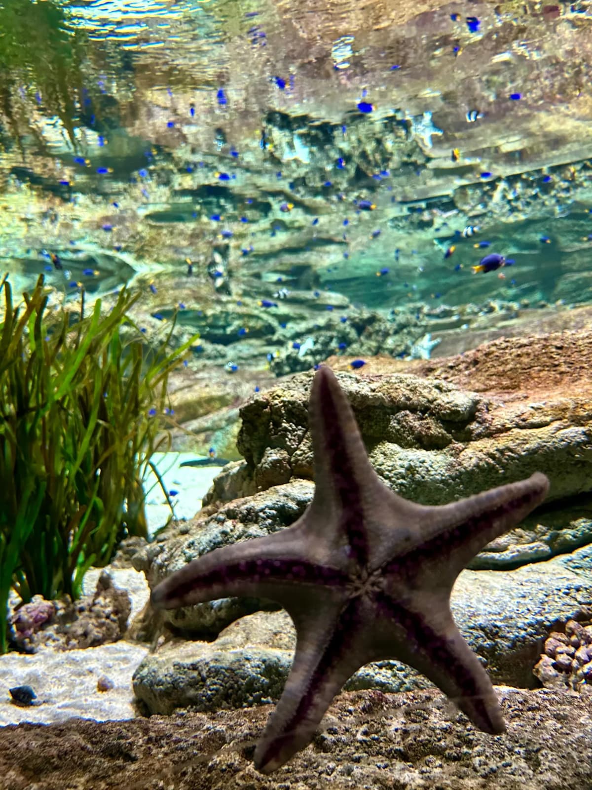 Marine activity bustling around the vibrant coral reef structures