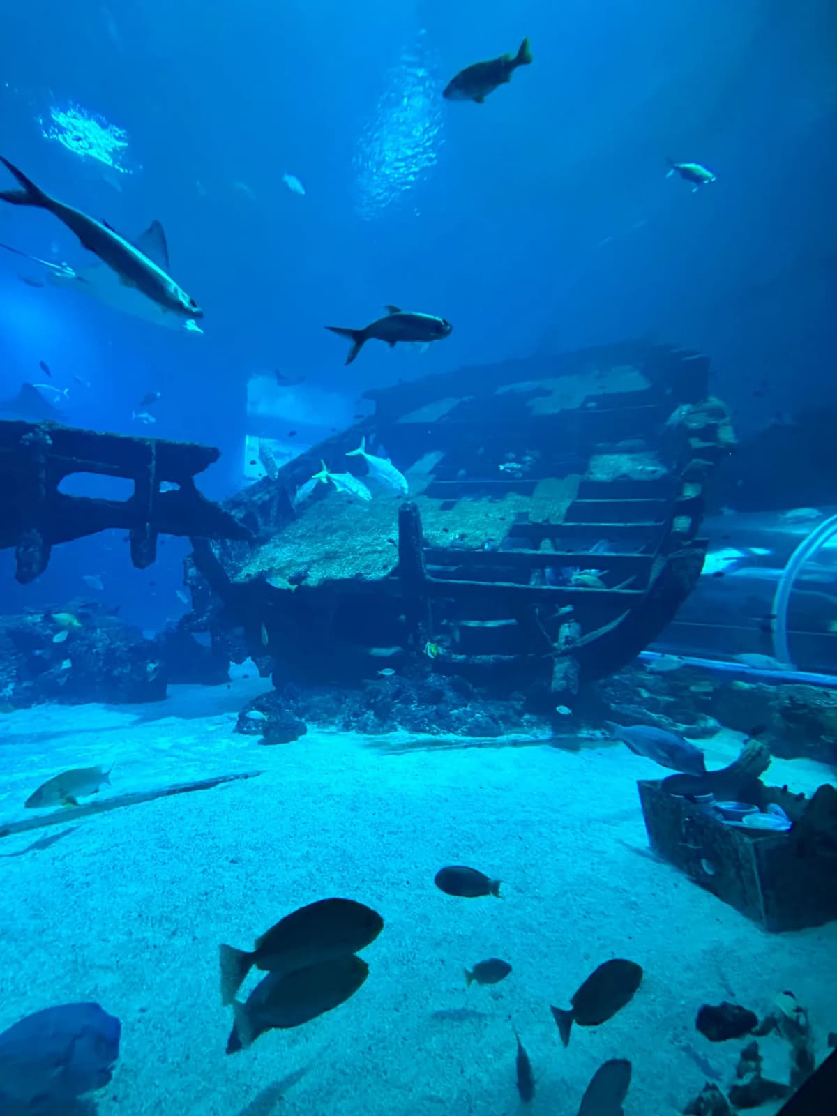 The quiet power and effortless grace of sharks in their massive domain