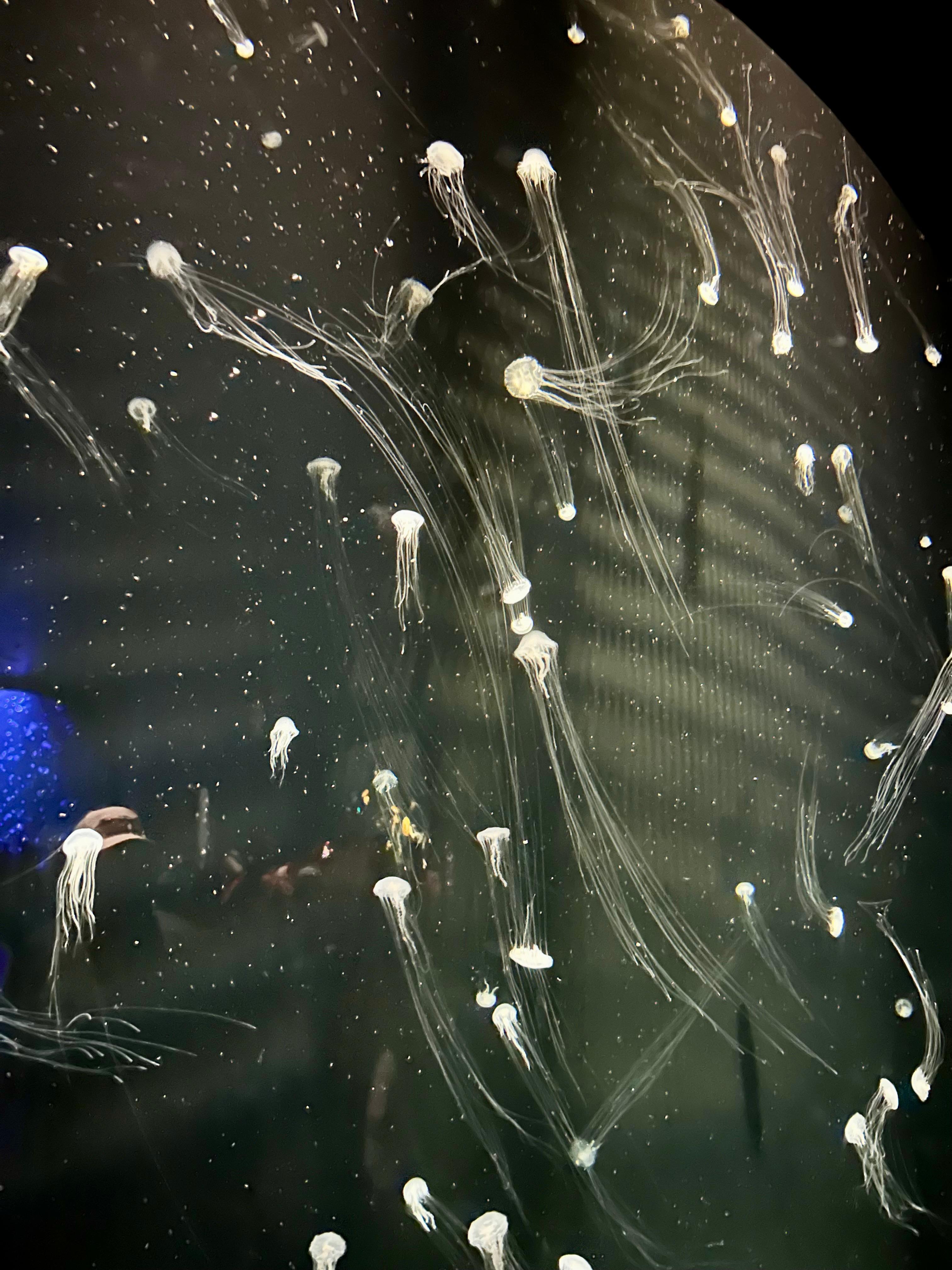 View from inside the iconic underwater tunnel at S.E.A. Aquarium
