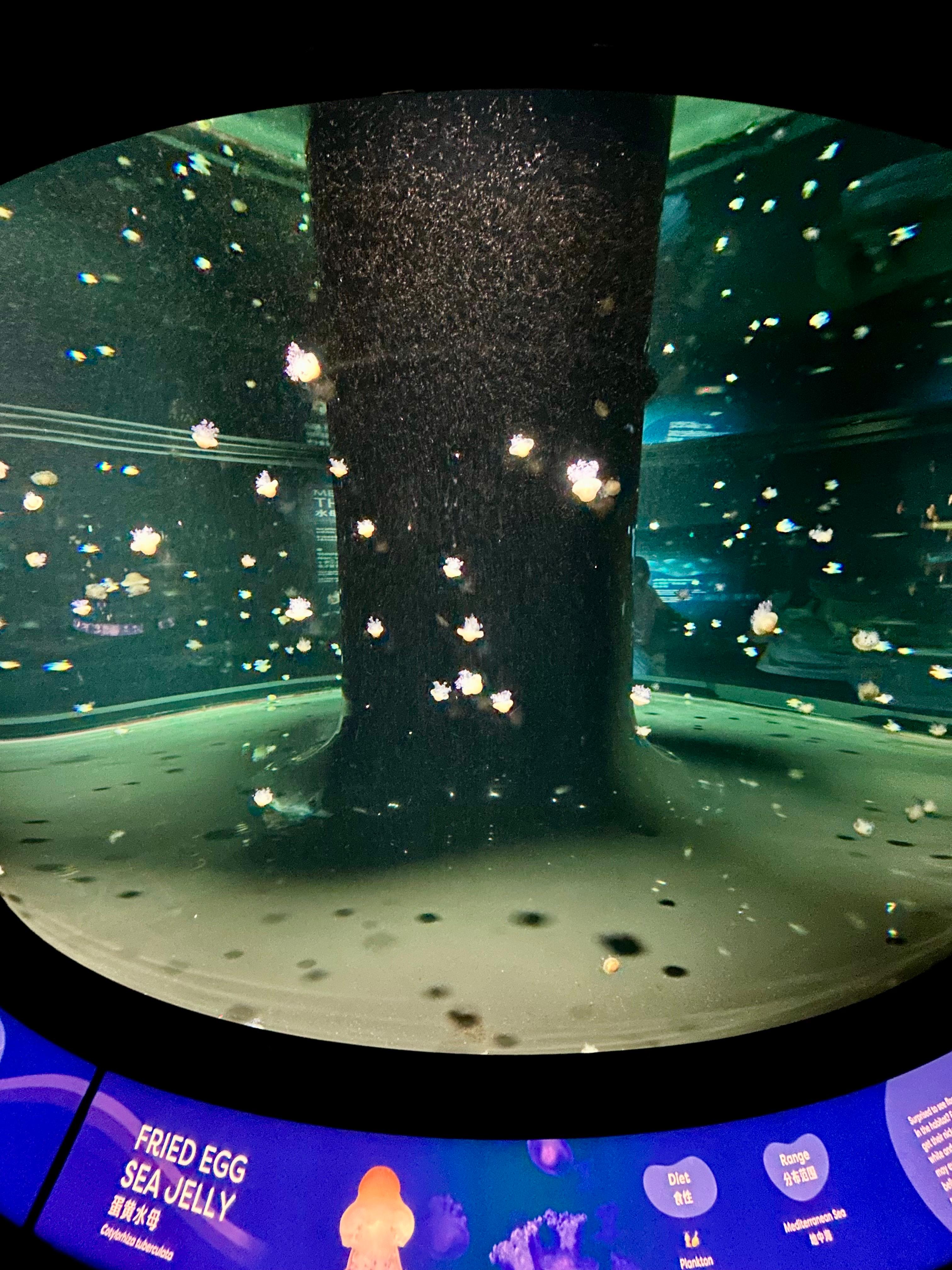 Discovering large marine life swimming overhead through acrylic glass